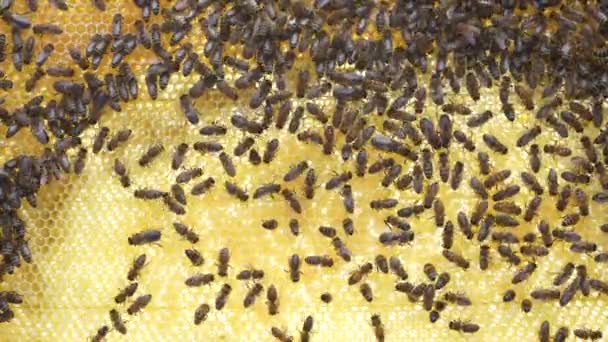 蜂房蜂房上的蜂群 在农村养蜂 蜂窝上的许多工蜂 都关门了 蜂窝里的细枝末节 蜂窝里有蜂蜜和花粉的蜡细胞 蜂蜜在梳子里 — 图库视频影像