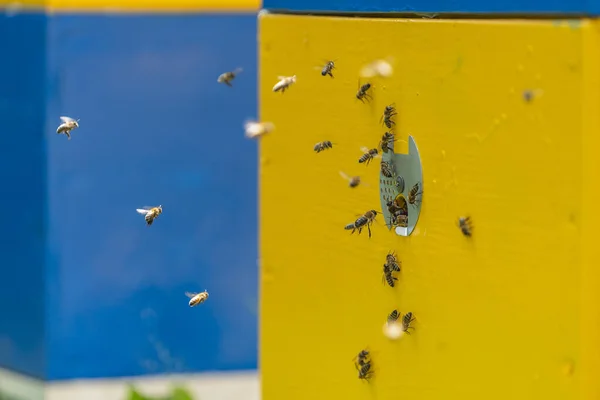 Μέλισσες Πετούν Δίπλα Στην Κυψέλη Μελισσών Στο Μελισσοκομείο Για Συλλέξουν — Φωτογραφία Αρχείου