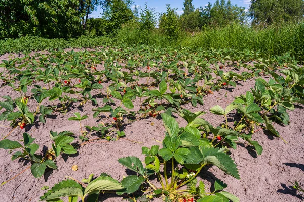 Bahçede Olgun Yeşil Organik Çilek Çalıları Var Ukrayna Daki Çiftlikte — Stok fotoğraf