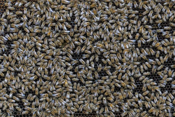 ハニーコームの蜂のコロニー 田舎で養蜂してる 多くのミツバチが蜂の巣を閉じます ミツバチの巣の中で細かく撃たれた蜜と花粉の入ったワックス細胞 バスの中の蜂蜜 — ストック写真