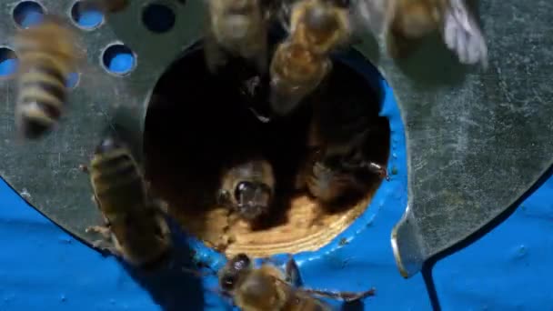 Honey Bees Fly Next Bee Hive Apiary Collect Honey Close — Stock Video