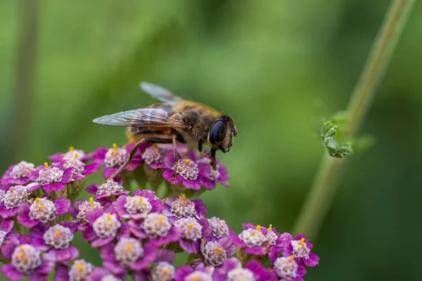 Detail Honeybee Violet Yarrow Flower Macro Herb Garden Honey Bee — Stock Photo, Image