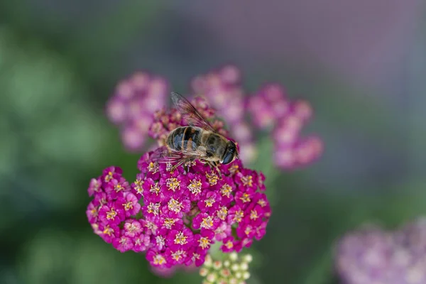 Detail Honeybee Violet Yarrow Flower Macro Herb Garden Honey Bee — Stock Photo, Image
