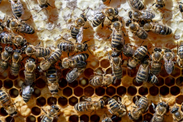 Veel Werkbijen Honingraat Close Bijenkolonie Bijenstal Bijenteelt Het Platteland Macro — Stockfoto