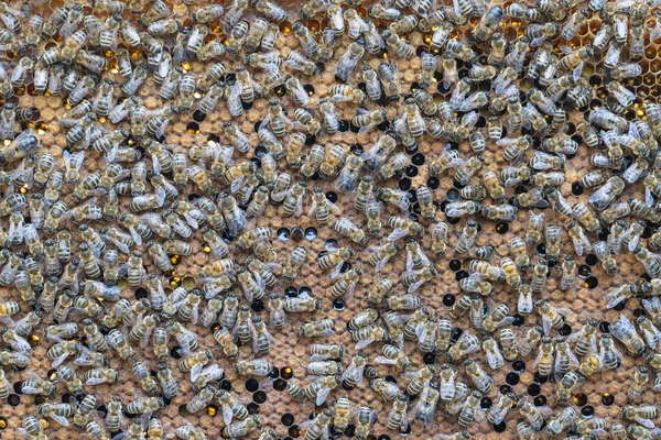 Колония Пчел Сотах Пасеке Пчеловодство Деревне Многие Рабочие Пчелы Сотах — стоковое фото