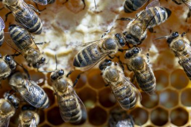 Bal peteği üzerinde çalışan arılar, yaklaşın. Arıların kolonisi. Kırsalda arıcılık. Macro bal peteğinde bir kovanla, bal ve polenle balmumu hücreleriyle çekim yapıyor. Taraklarda bal