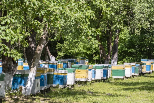 Viele Hölzerne Bienenstöcke Frühjahrsgarten Bienenhaus Honig Sammeln Eine Reihe Bunter — Stockfoto