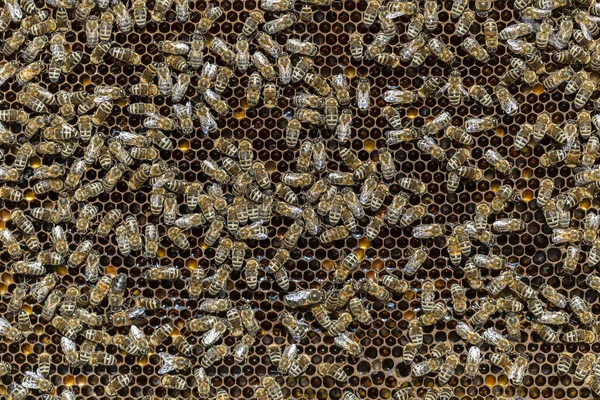 ハニーコームの蜂のコロニー 田舎で養蜂してる 多くのミツバチが蜂の巣を閉じます ミツバチの巣の中で細かく撃たれた蜜と花粉の入ったワックス細胞 バスの中の蜂蜜 — ストック写真