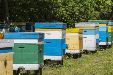 Arı kovanında bal toplamak için bir sürü ahşap arı kovanı var. Küçük kapalı bir alanda bir dizi renkli arı kovanı.