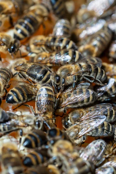 Viele Arbeitsbienen Auf Waben Aus Nächster Nähe Bienenvölker Bienenhaus Imkerei — Stockfoto