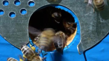 Arı kovanının yanında bal toplamak için bal arıları uçar. Kırsalda arıcılık. Arılarda koloni arıları, makro. Kovandaki ayrıntılı iniş delikleri ve uçan arılar