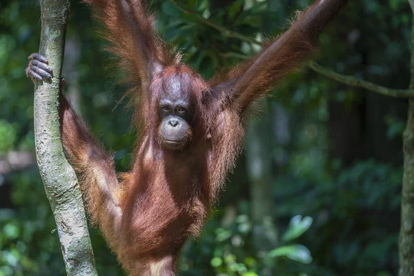 Orangután Salvaje Peligro Extinción Selva Tropical Isla Borneo Malasia Cerca —  Fotos de Stock