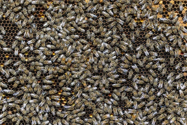 Kolonia Pszczół Plastrze Miodu Pasiece Pszczelarstwo Wsi Wiele Pracujących Pszczół — Zdjęcie stockowe