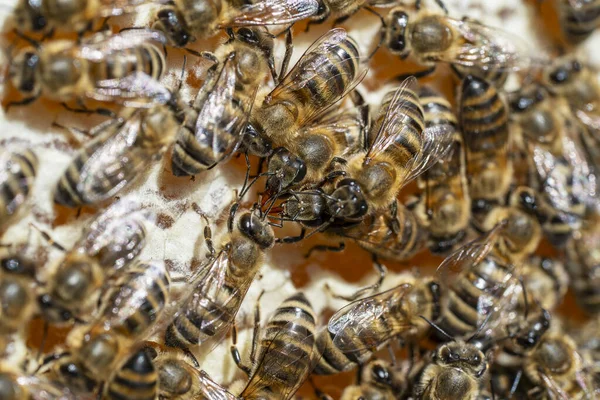 Многие Рабочие Пчелы Сотах Закрываются Колония Пчел Пасеке Пчеловодство Деревне — стоковое фото