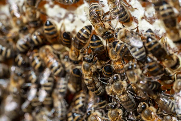 多くのミツバチが蜂の巣を閉じます アピアの蜂のコロニー 田舎で養蜂してる 蜂の巣の中でマクロ撮影蜂蜜と花粉とワックス細胞 バスの中の蜂蜜 — ストック写真