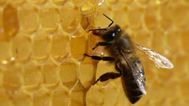Arbeit Biene Auf Wabe Aus Nächster Nähe Bienenvölker Bienenhaus Imkerei — Stockvideo