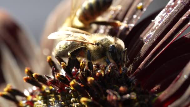 Honigbiene Auf Roter Sonnenblumenblume Makro Kräutergarten Mit Honigbienen Insekt Arbeitsbiene — Stockvideo