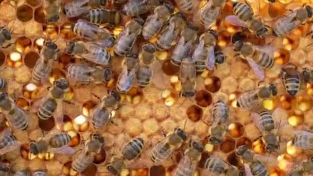 Bienenvölker Auf Bienenwaben Bienenhaus Imkerei Auf Dem Land Viele Arbeitsbienen — Stockvideo