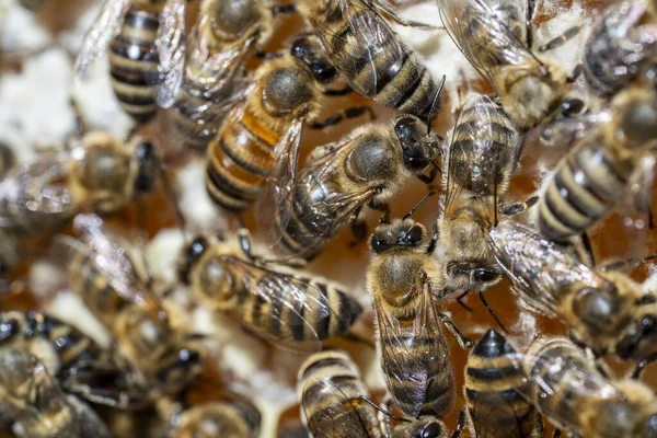 Wiele Pracujących Pszczół Plastrze Miodu Zamknij Kolonia Pszczół Pasiece Pszczelarstwo — Zdjęcie stockowe