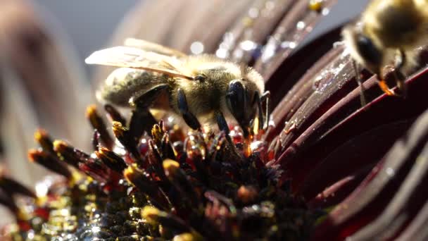 Μέλισσα Κόκκινο Ηλιοτρόπιο Μακροεντολή Κήπος Μελίσσια Εργάτης Μέλισσα Συλλέγει Νέκταρ — Αρχείο Βίντεο