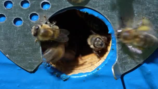 Honey Bees Fly Next Bee Hive Apiary Collect Honey Close — Stock Video