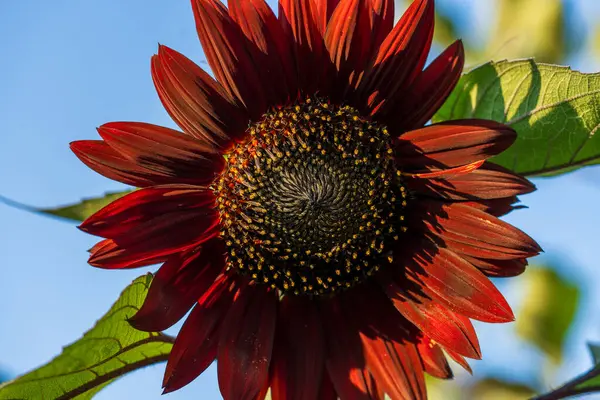 Decorative sunflower flower on a sunny summer day. Dark red to orange color sunflowers close up in bloom in the garden. Bright colorful floral background on a nature