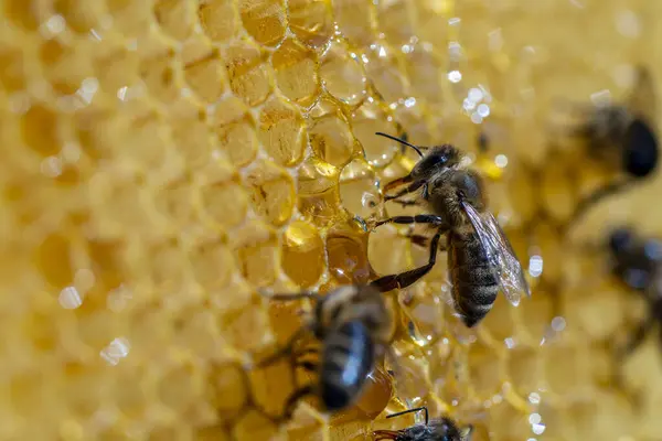 Arbeitsbienen Waben Aus Nächster Nähe Bienenvölker Bienenhaus Imkerei Auf Dem — Stockfoto