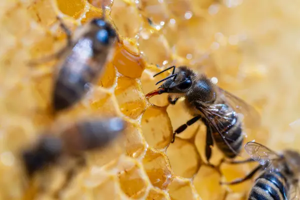 Bal Peteği Üzerinde Çalışan Arılar Yaklaşın Arıların Kolonisi Kırsalda Arıcılık — Stok fotoğraf