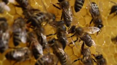 Bal peteği üzerinde çalışan arı, kapat. Arıların kolonisi. Kırsalda arıcılık. Macro bal peteğinde bir kovanla, bal ve polenle balmumu hücreleriyle çekim yapıyor. Taraklarda bal