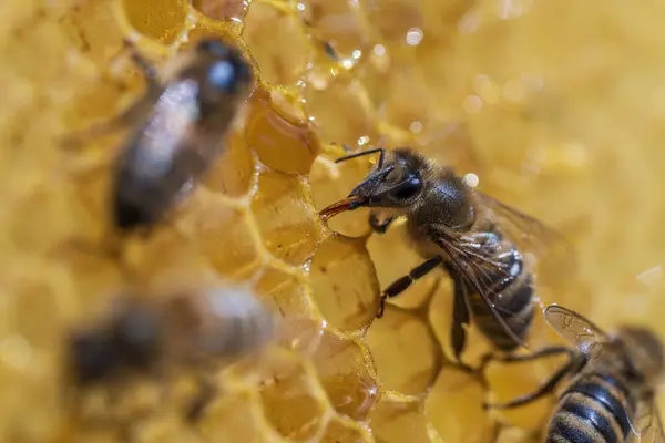 Méhek Dolgoznak Méhsejtszerkezeten Közelről Méhkolónia Méhészetben Méhészet Vidéken Makró Oltás — Stock Fotó