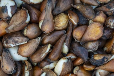 Çiçek pazarında satılık bir grup lale soğanı, yakın çekim, üst manzara. Lale ampulleri arkaplanı