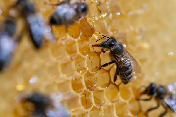 ハニーコムで働くミツバチを閉じる アフリカのミツバチのコロニー 田舎で養蜂する ハニカムでハイブで撮影したマクロは 蜂蜜と花粉でワックス細胞 ハニー コーム — ストック写真