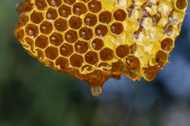 Bal damlıyor bal tarağından doğa arka planına, yakın çekim. Bal peteğinde bir damla bal. Sağlıklı gıda konsepti. Taraklarda bal