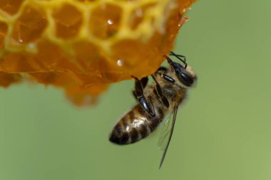 Bal peteği üzerinde çalışan arılar, yaklaşın. Arıların kolonisi. Kırsalda arıcılık. Macro bal peteğinde bir kovanla, bal ve polenle balmumu hücreleriyle çekim yapıyor. Taraklarda bal