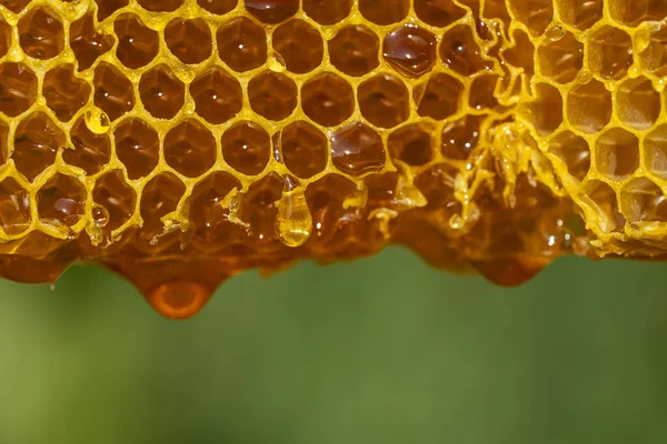 Honey dripping from honey comb on nature background, close up. Sweet drop of honey on the honeycomb. Healthy food concept. Honey in combs