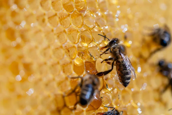 Trabajando Abejas Panal Cerca Colonia Abejas Colmenar Apicultura Campo Macro — Foto de Stock