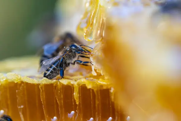 Méhek Dolgoznak Méhsejtszerkezeten Közelről Méhkolónia Méhészetben Méhészet Vidéken Makró Oltás — Stock Fotó