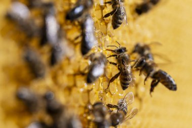 Bal peteği üzerinde çalışan arılar, yaklaşın. Arıların kolonisi. Kırsalda arıcılık. Macro bal peteğinde bir kovanla, bal ve polenle balmumu hücreleriyle çekim yapıyor. Taraklarda bal