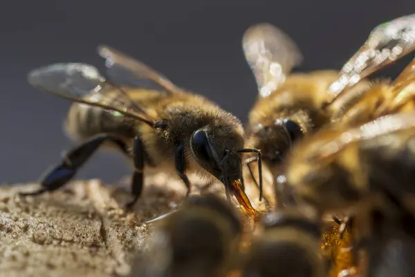 Pszczoła Robotnicza Zbierająca Nektar Zbliżenie Pszczelarstwo Wsi — Zdjęcie stockowe