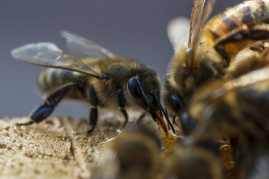 İşçi arı nektar topluyor, yakın plan. Kırsalda arıcılık