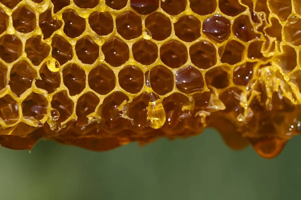 蜂蜜从蜂蜜梳滴落在大自然的背景上 靠近点 蜂窝上甜甜的蜂蜜滴 健康食品概念 蜂蜜在梳子里 — 图库照片