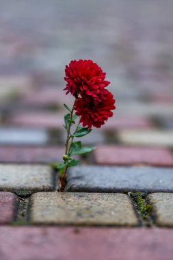 Caddedeki kaldırım taşlarının arasından büyüyen kırmızı kasımpatı. Yaklaş. Asfalt yol arka planında çiçek yetişiyor