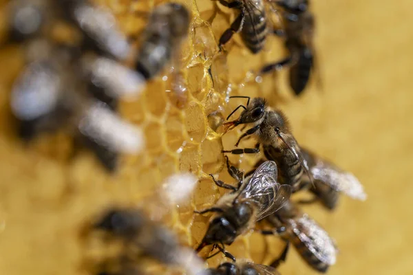 Praca Pszczołami Plastrze Miodu Zbliżenie Kolonia Pszczół Pasiece Pszczelarstwo Wsi — Zdjęcie stockowe