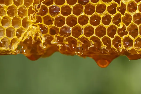 自然の背景に蜂蜜のコムからドリッピング クローズアップ ハニーコムの蜂蜜の甘い低下 健康食品のコンセプト ハニー コーム — ストック写真