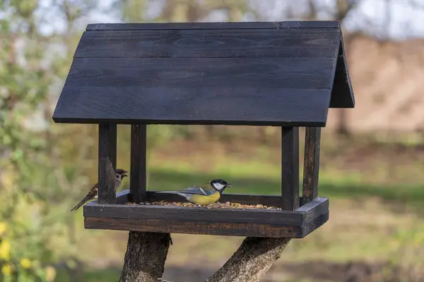 Wooden Bird Feeder Form House Autumn Garden Close Behavior Birds — Stockfoto