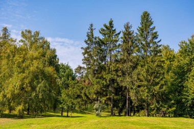 Güneşli bir günde, Ukrayna 'da, Karpat dağlarında bir yaz ormanının yanında çimen tarlası olan güzel yeşil ladin ağaçları. Doğa ve çevre kavramı