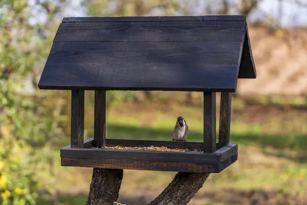 Alimentatore Uccelli Legno Sotto Forma Una Casa Giardino Autunnale Vicino — Foto Stock