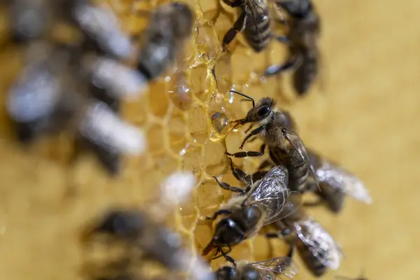 Рабочие Пчелы Сотах Закрывайте Колония Пчел Пасеке Пчеловодство Деревне Макро — стоковое фото