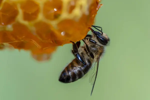 Werken Bij Honingraat Close Bijenkolonie Bijenstal Bijenteelt Het Platteland Macro — Stockfoto