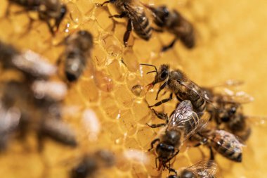 Bal peteği üzerinde çalışan arılar, yaklaşın. Arıların kolonisi. Kırsalda arıcılık. Macro bal peteğinde bir kovanla, bal ve polenle balmumu hücreleriyle çekim yapıyor. Taraklarda bal
